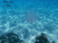   pretty pink jelly tranquil drifting. Off Boynton Beach Fl. pic taken Olympus 8000 snorkeling about 9ft drifting Fl., Fl, Fl  